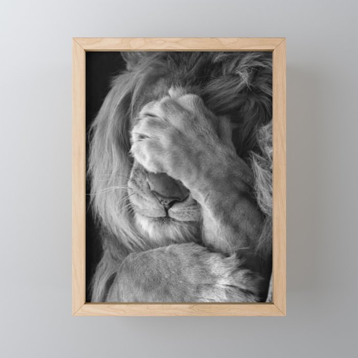 Even Lions Have Bad Days - The Lion Sleeps Tonight black and white photograph  Mini Art Print Gallery Image 1