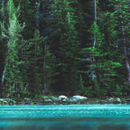 Forest 3 Coffee Mug Gallery Image 2