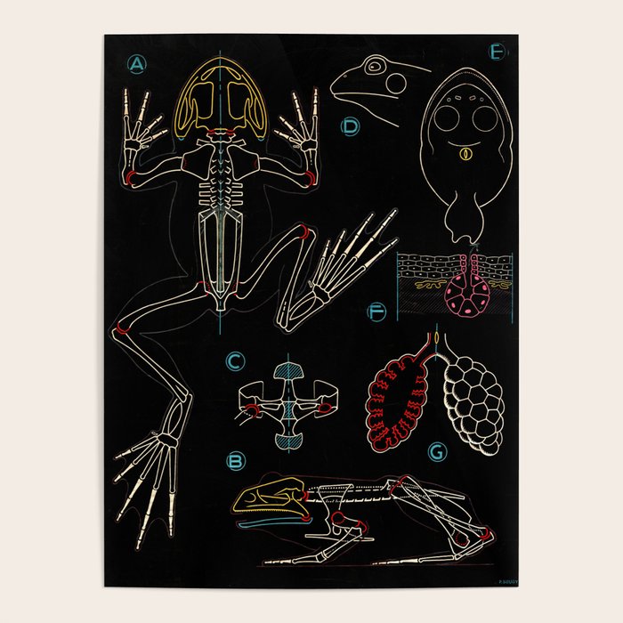 Paul Sougy: The Frog, 1950s (proceeds benefit The Nature Conservancy) Poster Gallery Image 1