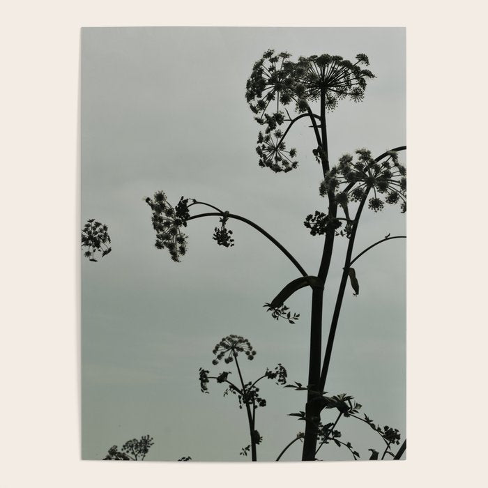 Presence x wildflower moody botanical photograph Poster Gallery Image 4