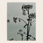 Presence x wildflower moody botanical photograph Poster Gallery Image 4