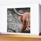 Highland Cow Wall Mural Gallery Image 2