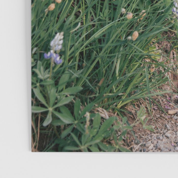 Wildflower Steps Poster Gallery Image 3