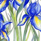 Blue Iris, Illustration Coffee Mug Gallery Image 2