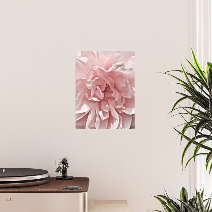 Pink Blush Rose Poster Gallery Image 2