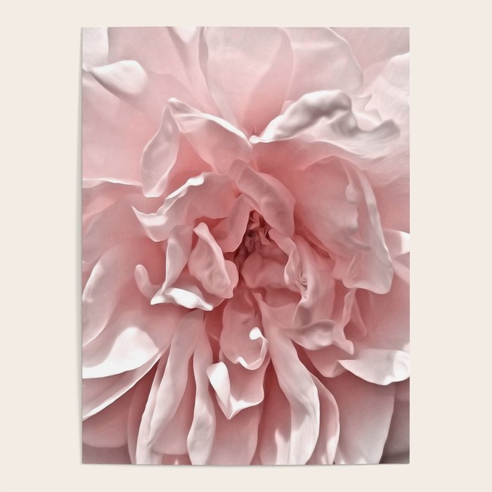 Pink Blush Rose Poster Gallery Image 4