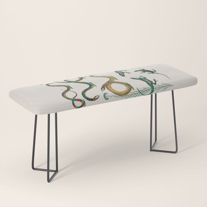 Albertus Seba Snakes And Lizards Teal Bench Gallery Image 1