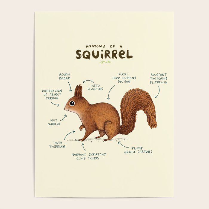 Anatomy of a Squirrel Poster Gallery Image 4