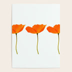 Three Orange Poppy Flowers White Background  Poster Gallery Image 4