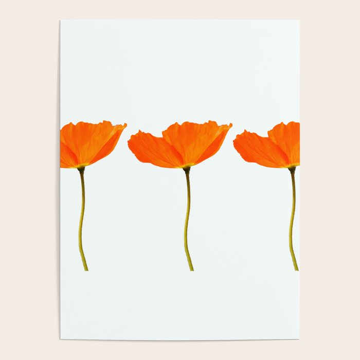 Three Orange Poppy Flowers White Background  Poster Gallery Image 4