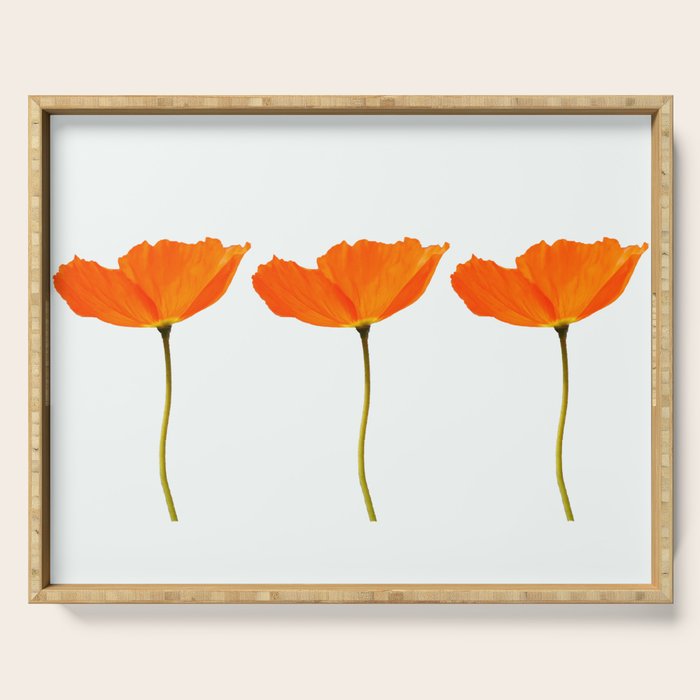 Three Orange Poppy Flowers White Background  Serving Tray Gallery Image 1