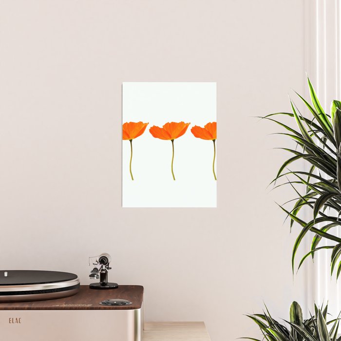 Three Orange Poppy Flowers White Background  Poster Gallery Image 2