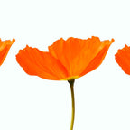 Three Orange Poppy Flowers White Background  Coffee Mug Gallery Image 2