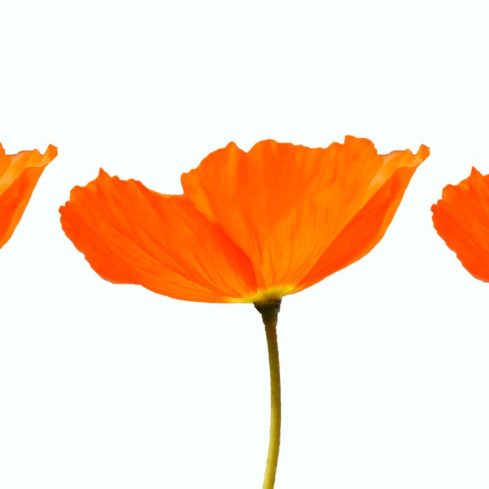 Three Orange Poppy Flowers White Background  Coffee Mug Gallery Image 2