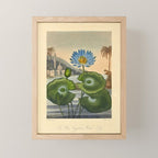 Egyptian Water Lily from "The Temple of Flora," 1812 (benefitting The Nature Conservancy) Mini Art Print Gallery Image 1