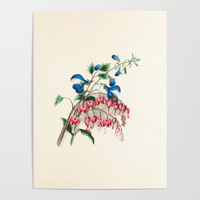  Salvia and dielytra flowers by Clarissa Munger Badger, 1866 (benefitting The Nature Conservancy) Poster Gallery Image 4