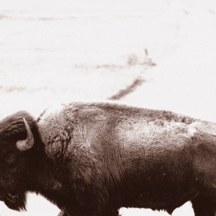 Bison 3 Coffee Mug Gallery Image 2