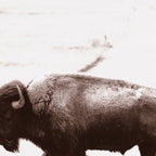 Bison 3 Coffee Mug Gallery Image 2