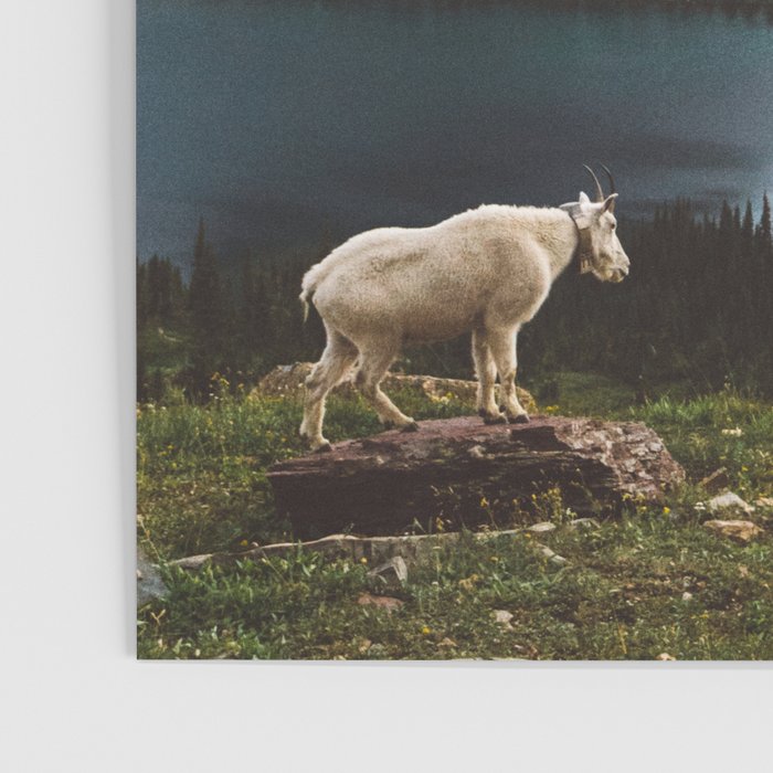 A Walk With The Mountain Goats Poster Gallery Image 3
