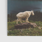 A Walk With The Mountain Goats Poster Gallery Image 3