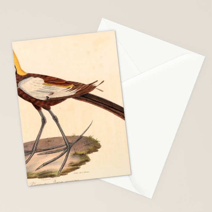 Ornithological illustration from "La Galerie de Oiseaux" ("Bird Gallery"), 1825 Stationery Card Gallery Image 2