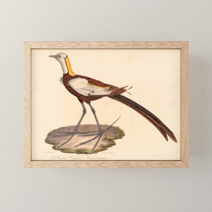Ornithological illustration from "La Galerie de Oiseaux" ("Bird Gallery"), 1825 Mini Art Print Gallery Image 1
