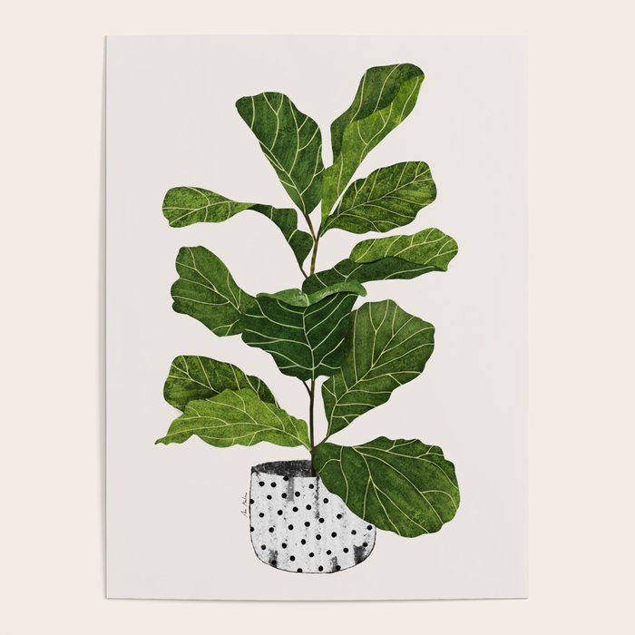 Fiddle leaf fig Tree Poster Gallery Image 4