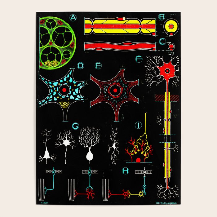 Paul Sougy: Nerves, 1950s (proceeds benefit The Nature Conservancy) Poster Gallery Image 1
