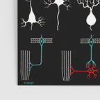 Paul Sougy: Nerves, 1950s (proceeds benefit The Nature Conservancy) Poster Gallery Image 3