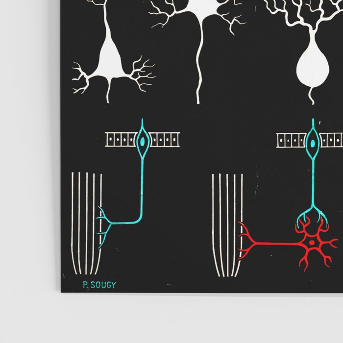 Paul Sougy: Nerves, 1950s (proceeds benefit The Nature Conservancy) Poster Gallery Image 3