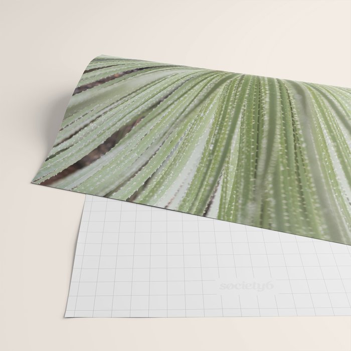 Sage green yucca plant - desert plant mexico - travel photography   Wrapping Paper Gallery Image 2