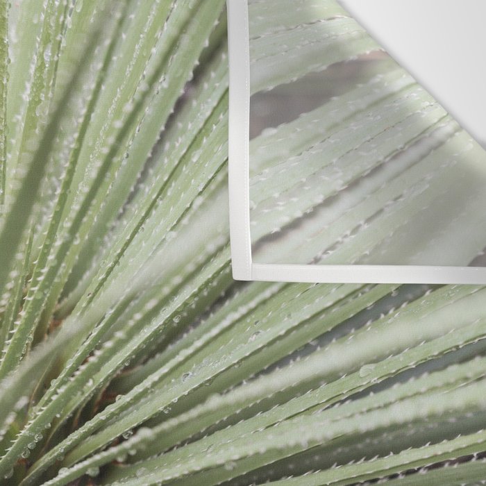 Sage green yucca plant - desert plant mexico - travel photography   Wall Tapestry Gallery Image 3