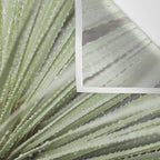 Sage green yucca plant - desert plant mexico - travel photography   Wall Tapestry Gallery Image 3