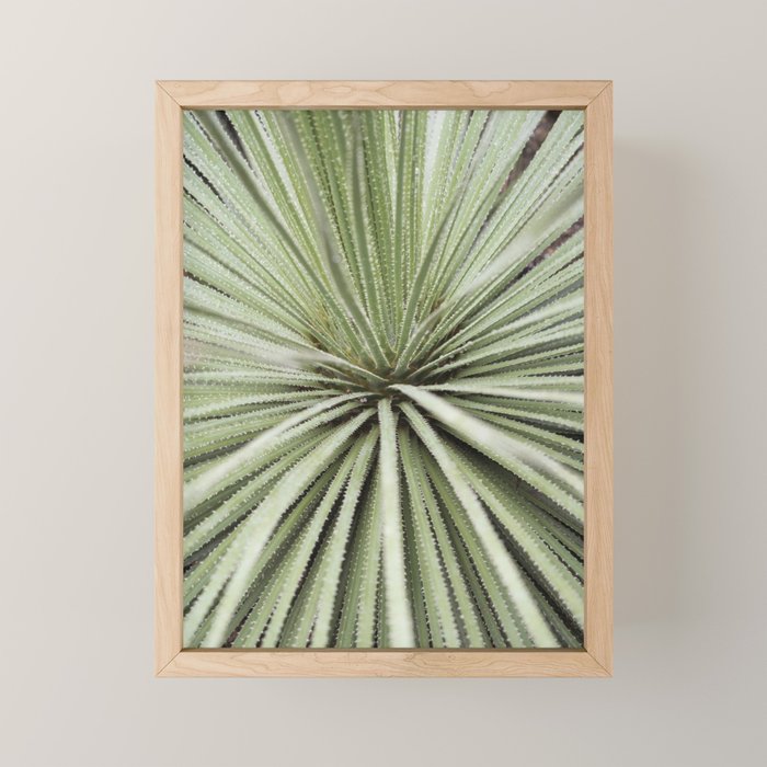 Sage green yucca plant - desert plant mexico - travel photography   Mini Art Print Gallery Image 1