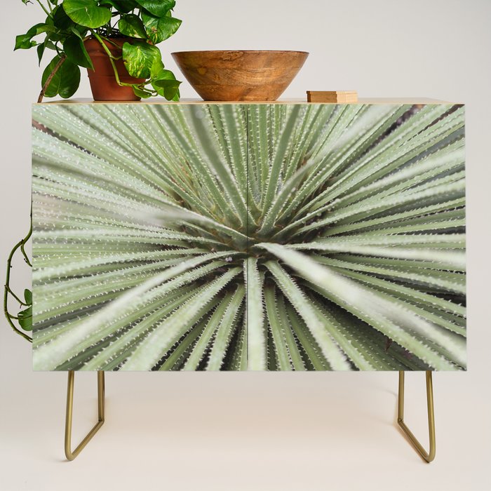 Sage green yucca plant - desert plant mexico - travel photography   Credenza Gallery Image 1