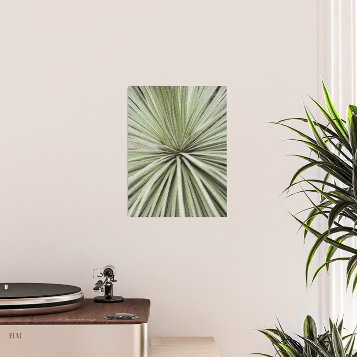 Sage green yucca plant - desert plant mexico - travel photography   Poster Gallery Image 2