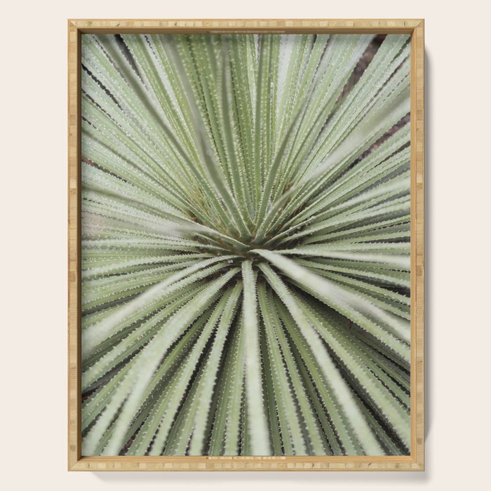 Sage green yucca plant - desert plant mexico - travel photography   Serving Tray Gallery Image 1