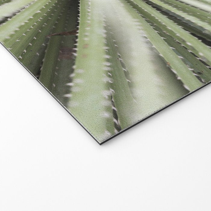 Sage green yucca plant - desert plant mexico - travel photography   Welcome Mat Gallery Image 2