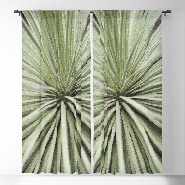Sage green yucca plant - desert plant mexico - travel photography   Window Curtain