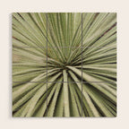 Sage green yucca plant - desert plant mexico - travel photography   Wood Wall Art Gallery Image 1