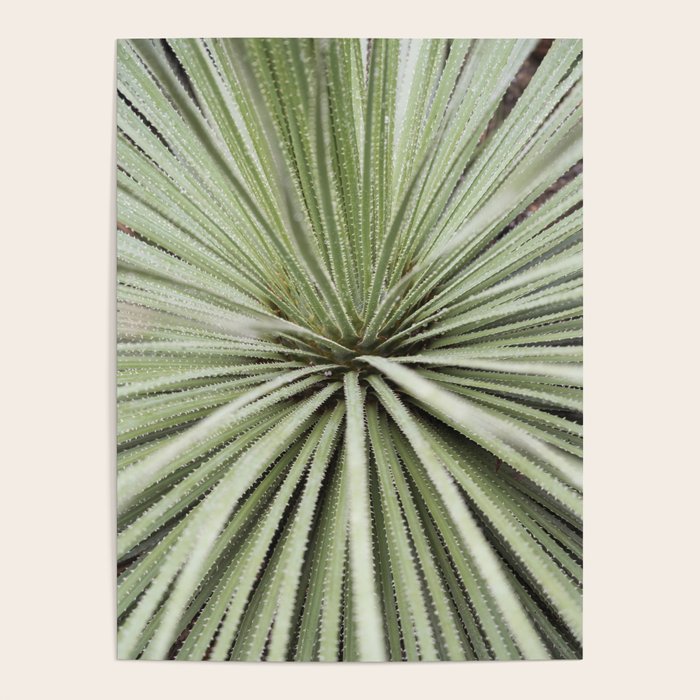 Sage green yucca plant - desert plant mexico - travel photography   Poster Gallery Image 4