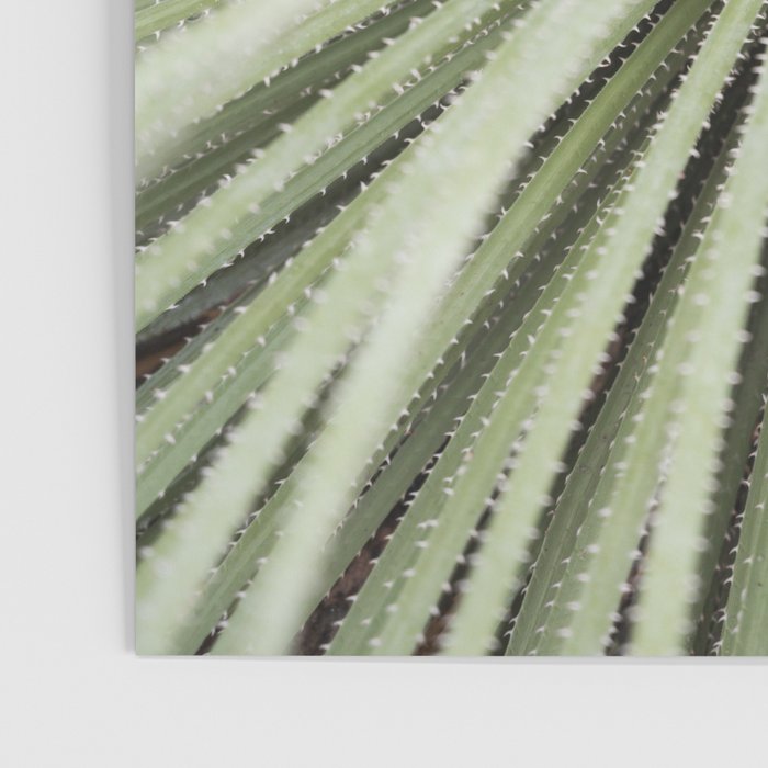 Sage green yucca plant - desert plant mexico - travel photography   Poster Gallery Image 3