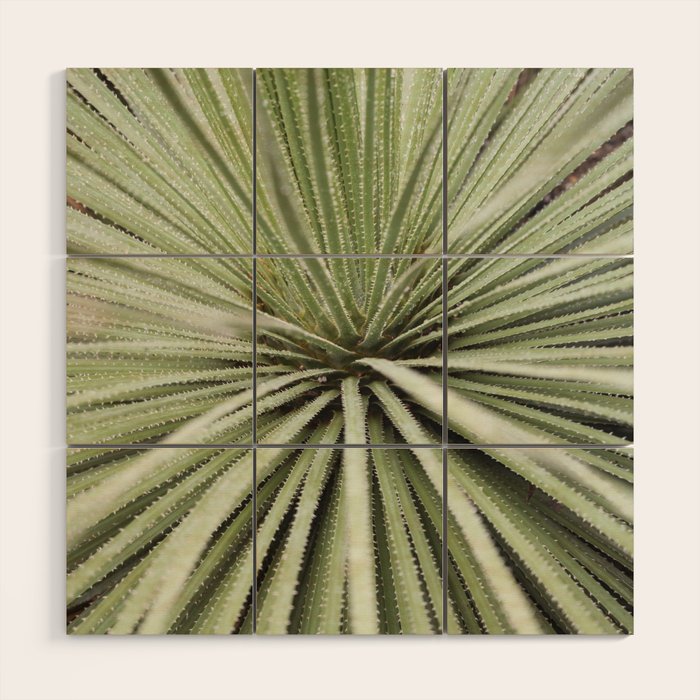 Sage green yucca plant - desert plant mexico - travel photography   Wood Wall Art Gallery Image 1