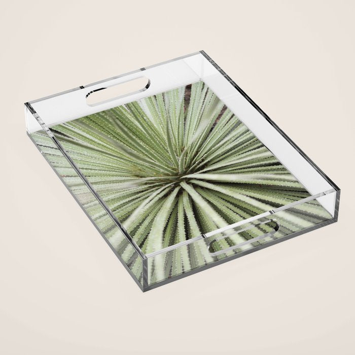 Sage green yucca plant - desert plant mexico - travel photography   Acrylic Tray Gallery Image 1