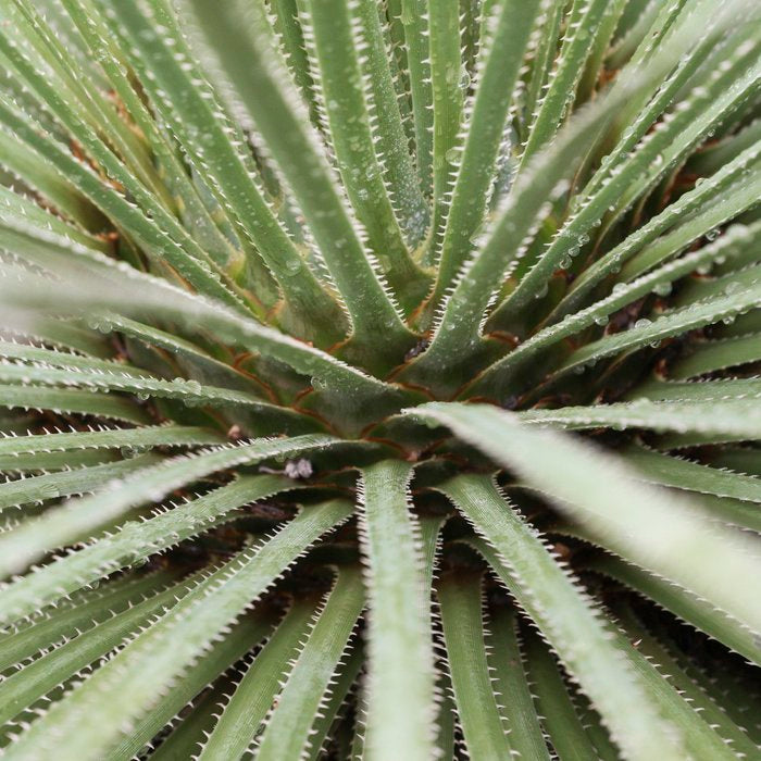 Sage green yucca plant - desert plant mexico - travel photography   Coffee Mug Gallery Image 2