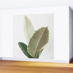 Ficus Teneke Wall Mural Gallery Image 2