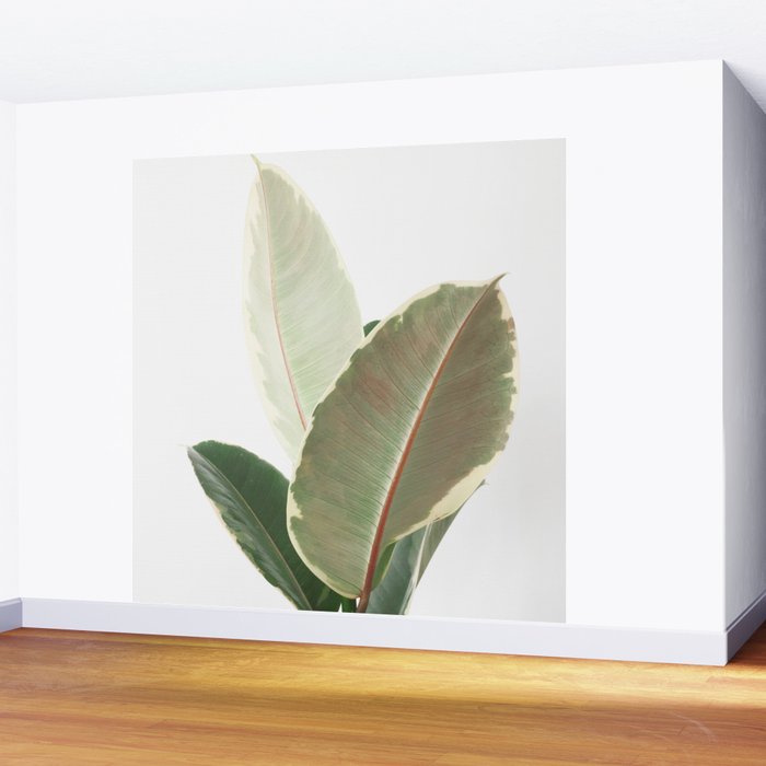 Ficus Teneke Wall Mural Gallery Image 2