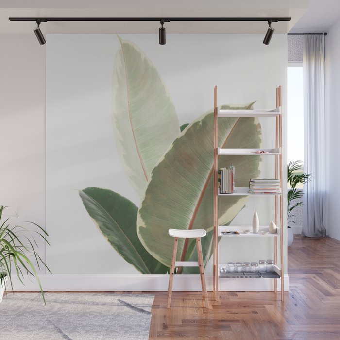 Ficus Teneke Wall Mural Gallery Image 1