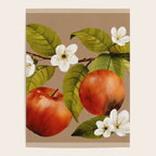 Apples Botanical Art 2 Poster Gallery Image 4