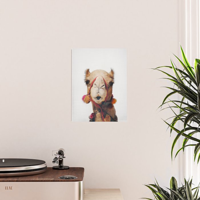 Camel Poster Gallery Image 2